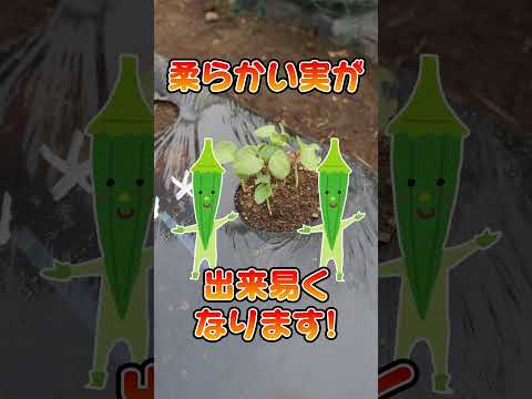 2月に植える野菜はどれですか?生分解性カップを使用すると、苗が室内で発芽します