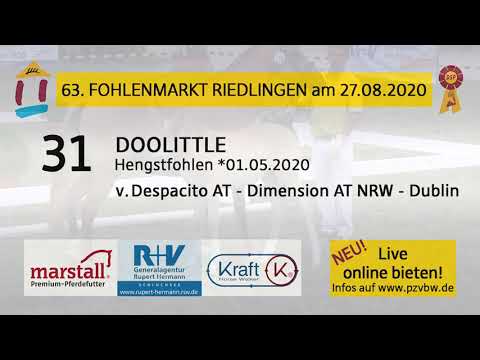 31 DOOLITTLE - Dt. Reitpony HF v. Despacito AT-Dimension AT - Fohlenauktion Riedlingen 2020