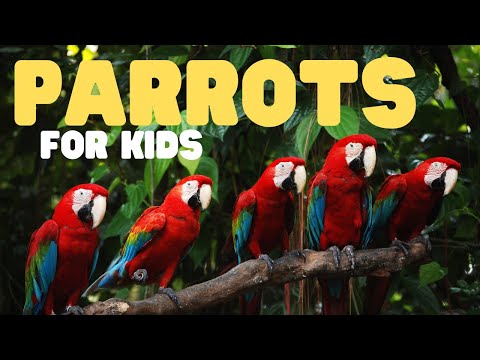 Parrots for Kids | Learn about these incredibly colorful creatures!