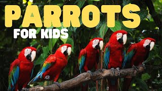 Parrots for Kids | Learn about these incredibly colorful creatures!