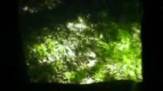 Trashcan Sinatras Oranges and Apples