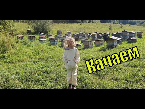 Качаем мёд. Шершень ест пчелу. Что умеют девочки/ Семья Фетистовых