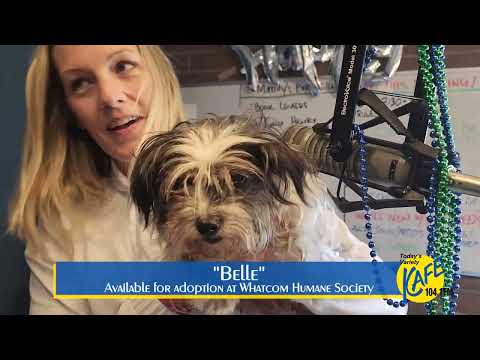 Belle & Olive, an adopted Yorkshire Terrier & Miniature Schnauzer Mix in Bellingham, WA_image-1