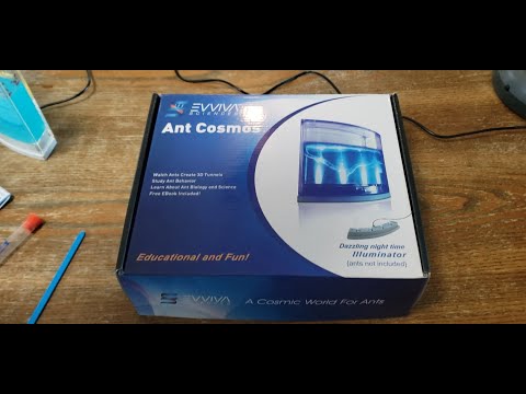 Evviva Sciences Ant Cosmos Review- Is it Good?