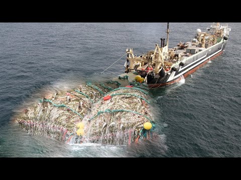 Life on the Most Advanced Deep Sea Fishing Vessel - Unbelievable Hundreds of tons of fish are caught