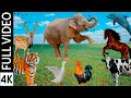 Animal Sounds Animals Video For Children Farm Animals Domestic Animals Wild Animals In 4K