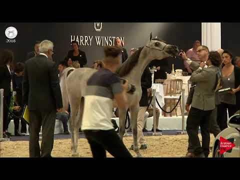 N.14 FOUZ AL FARID - SEWC 2018 - Yearling Fillies (Class 1B)