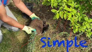 How to Plant a Shrub