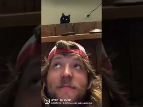 Шанс, что тебя убьёт котик скинув что-то на голову низок, но никогда не равен нулю #shorts