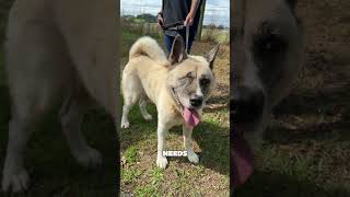 #shelterdog #rescuedogs #animalrescue #rescuedog #rescuestories #animalshelter #akita #akitadogs