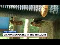 Cicada swarm expected across the country this spring