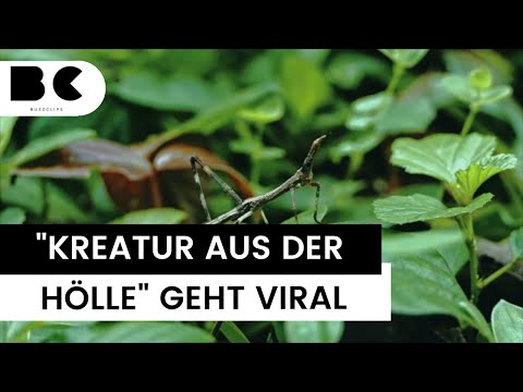 Mysteriöses Insekt aus Australien sorgt für Aufsehen im Netz