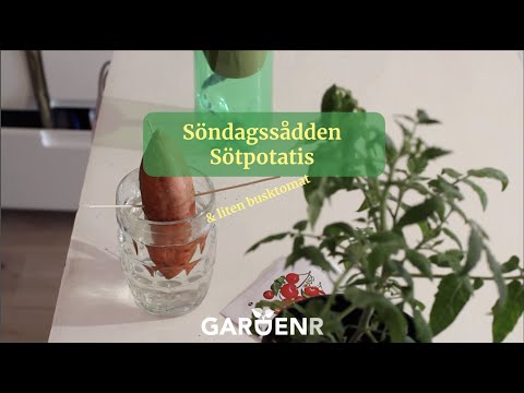 Söndagssådden - Sötpotatis och liten busktomat - Trädgårdshacks med GardenR