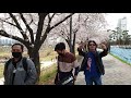 Sakura Musim Semi Korea