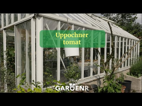 , title : 'Uppochner tomat - Trädgårdshacks med GardenR'