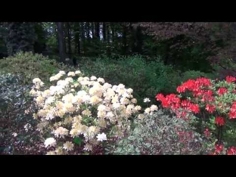 Arboretum w Wojsławicach