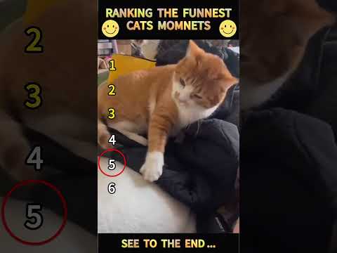 Part 88 #funny #cat#ShortsChallenge