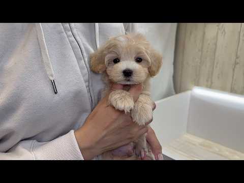 YouTube動画のサムネイル