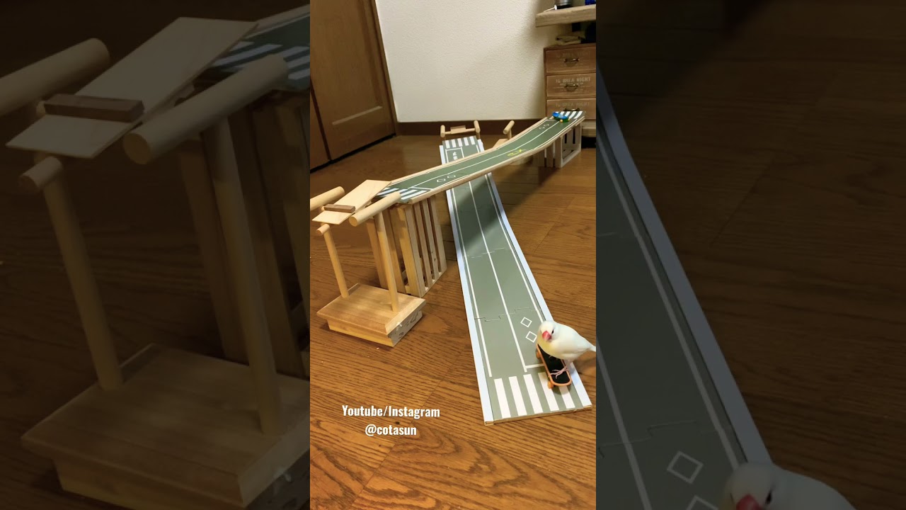 試しにショート動画をあげてみた #スケボー文鳥 #Shorts