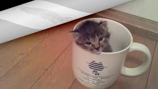 【猫　面白い　かわいい】猫　癒し　かわいい　～cat in the cup～