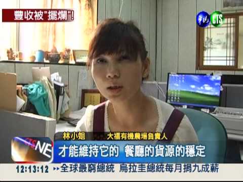 菜商遭斷貨 900公斤高麗菜"擺爛"