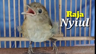 Download lagu Rajanya Nyiul Ngebren Flamboyan Gacor cocok untuk Masteran Burung Kicau mp3