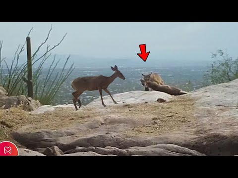 A SZARVAZ NEM HITE EL, AMIKOR LYNCE EZT CSINÁLT