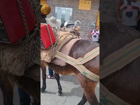 El arriero Decente (Octavio Mesa) Hispania Antioquia 100 años