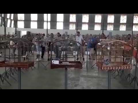 Coleiro baiano Stone torneio Asaluz