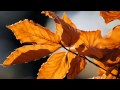 Susan Wong - Autumn Leaves (lyrics) 