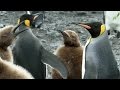 Antártida Tem Megarreunião De Pinguins Para Acasalamento