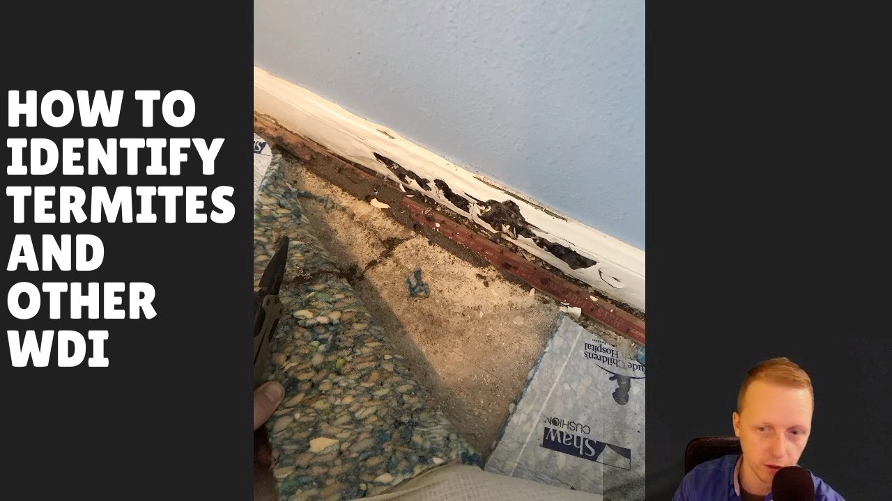 Identifying Wood-Destroying Insects in NJ