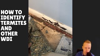 How to identify termites and other wood destroying insects - The Houston Home Inspector