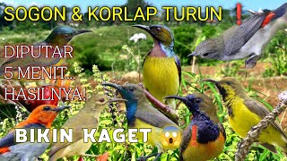 Download lagu 100% AMPUH! SUARA PIKAT BURUNG SOGON KORLAP KEMADE GACOR CEPAT RESPON mp3
