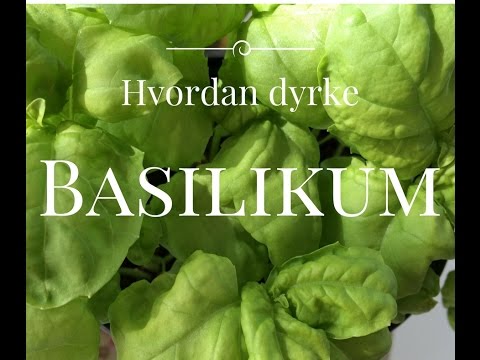 , title : 'Hvordan dyrke basilikum'