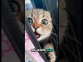 Sabias esto de los gatos. #gatos #gateiraporamor #cat #gato #michis #pets #animals #gatitoslindos