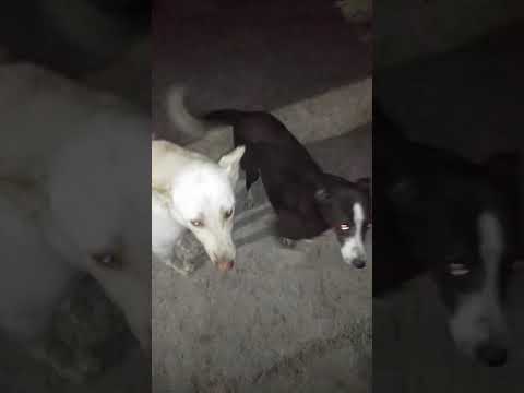 Hi Guys my self srikar basically I am a animal lover. I will feed the food for street cows dogs cats