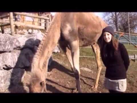 Kamele als Spezialisten für Wüsten Steppen und Hochgebirge