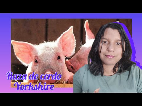 , title : 'Raza de cerdo: Yorkshire'