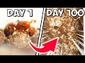 I Kept Fire Ants For 100 Days, THIS Happened