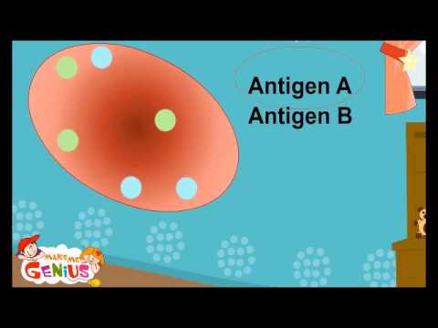 Blood Types , Groups - Animation Video for Kids- School Education