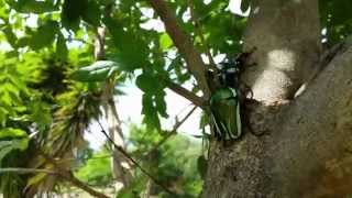 preview picture of video 'Green beetles Fighting'