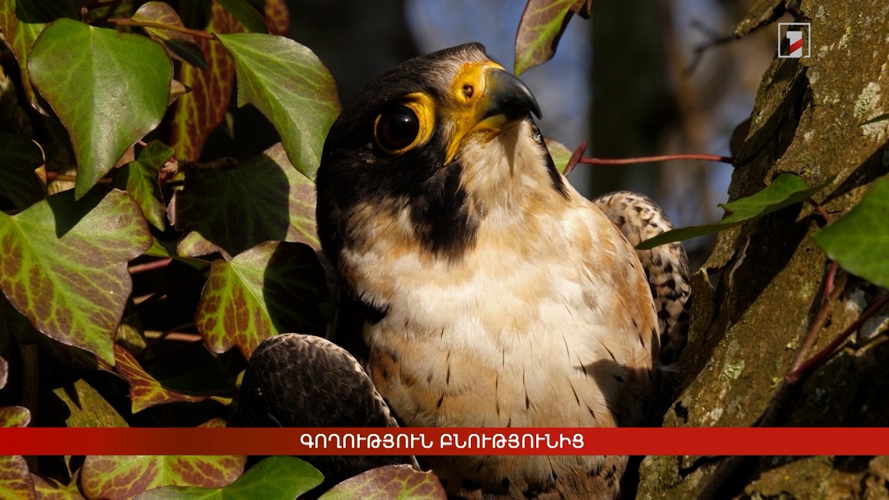 Գողություն բնությունից