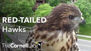 Live #CornellHawks Fernow Nest Fixed Cam
