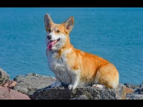 Curtest animals & their funny actions that will make you laugh & let you forget your worries! #18