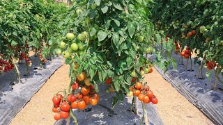 Tomato Farming