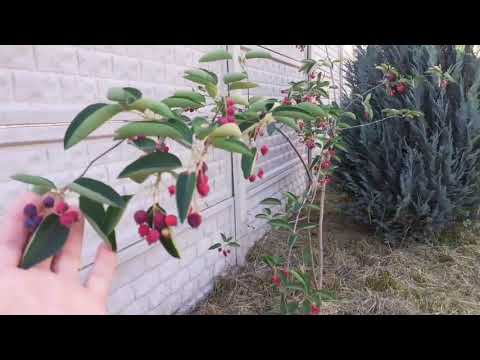 Amelanchier Lamarckii (Sleyt - Juneberry) from Spring to Fall