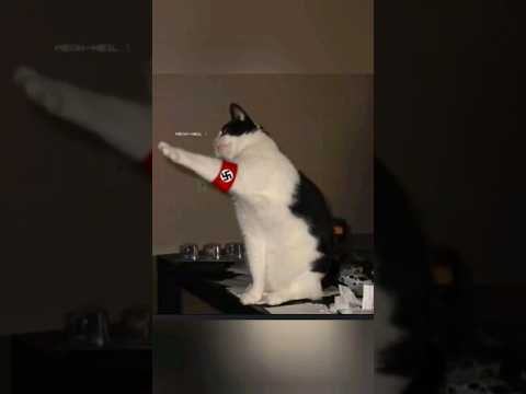 German cat meme (kitler)