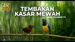 Download lagu 🔴 Live Masteran Cucak Cungkok Super Gacor Viral 2026 vs Tepus Kepala Abu Gacor Kasar mp3