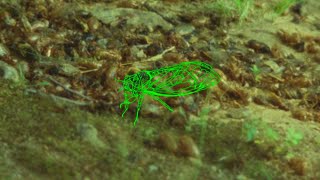 Eastern Anthems Trailer (by Matthew Wolkow & Jean-Jacques Martinod)